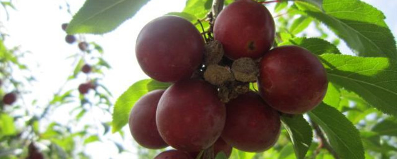 樱桃李的果子能吃吗
