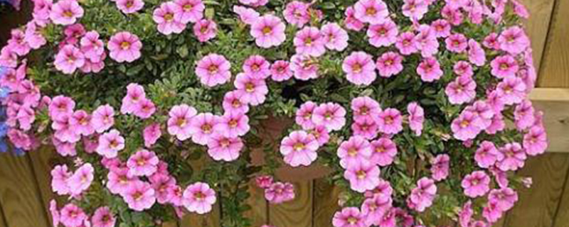 百万小铃喜干还是喜湿