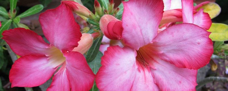 沙漠玫瑰软了还能活吗