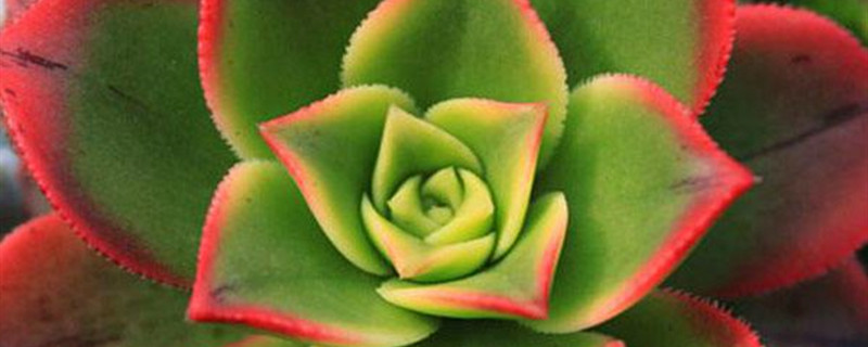 清盛锦怎么换盆