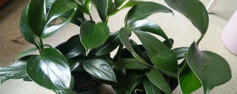 麒麟尾盆栽怎么养殖