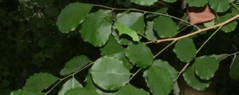 阔叶黄檀俗称是什么