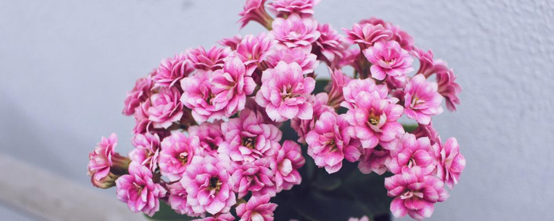 长寿花夏季开花吗