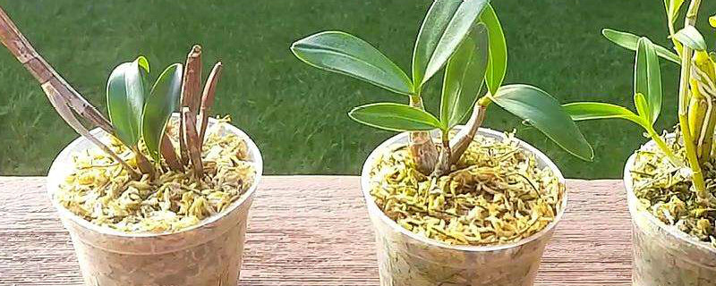 铁皮石斛发芽了还能吃吗