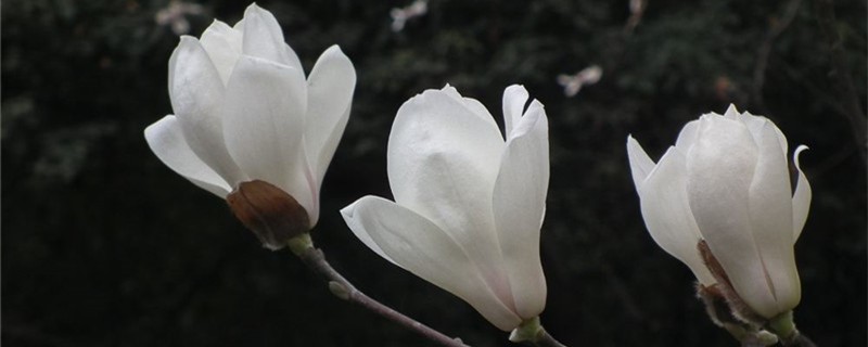 白玉兰用什么做砧木