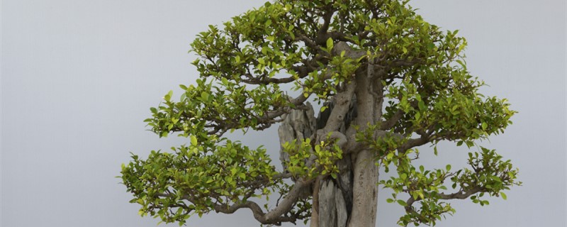 盆景不发芽怎么办