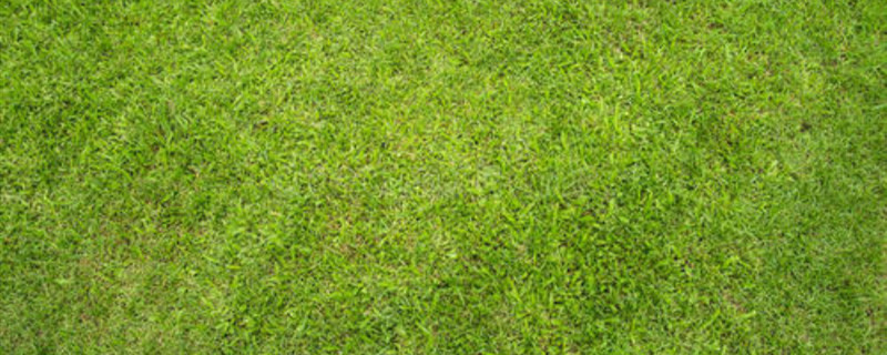 草坪品种有多少