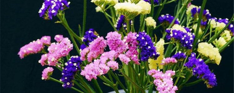 草本切花应该放多少水