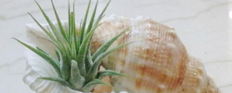 空气铁兰每天浇多少水