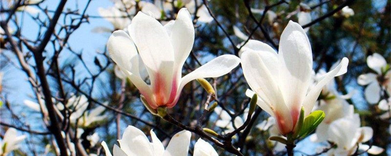 白玉兰可以水培吗