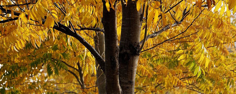 一棵无患子树能产多少子