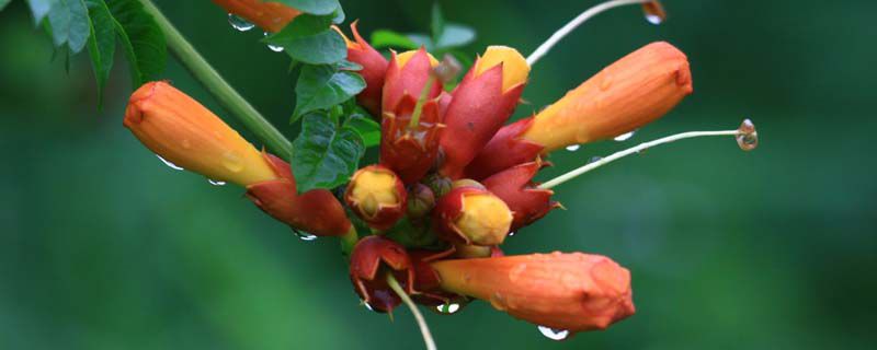 凌霄花种植间距多少合适