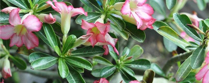 沙漠玫瑰是什么属