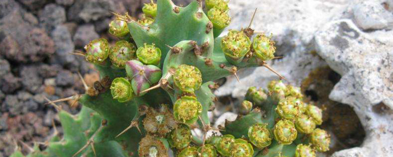 螺旋麒麟有多少种