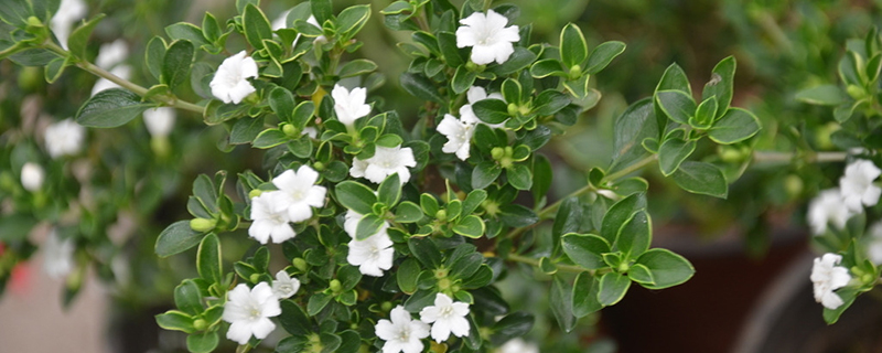 六月雪盆景能活多少年