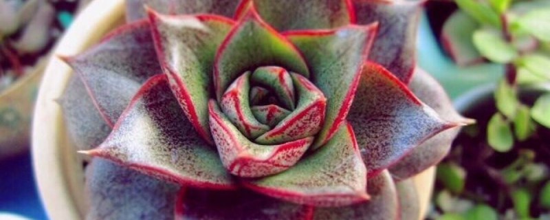 大和锦叶子软皱皱巴巴是什么原因