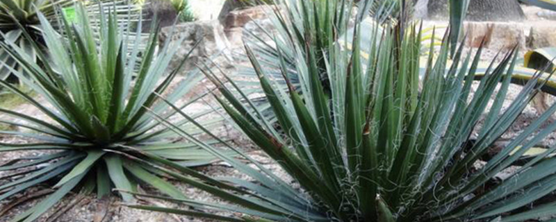 狭叶龙舌兰烂根怎么办