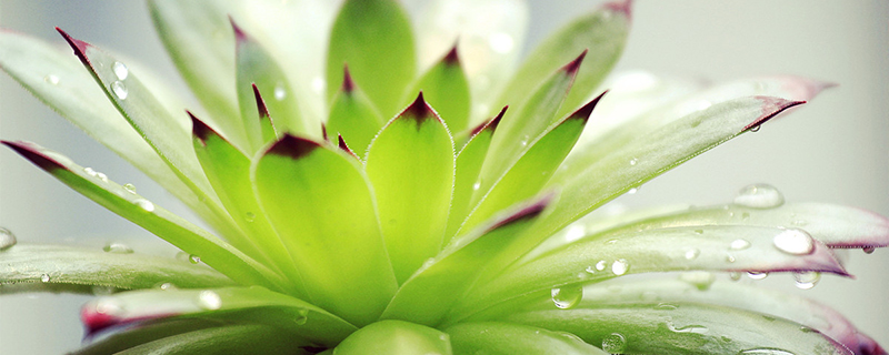 观音莲锦叶子发黑怎么回事