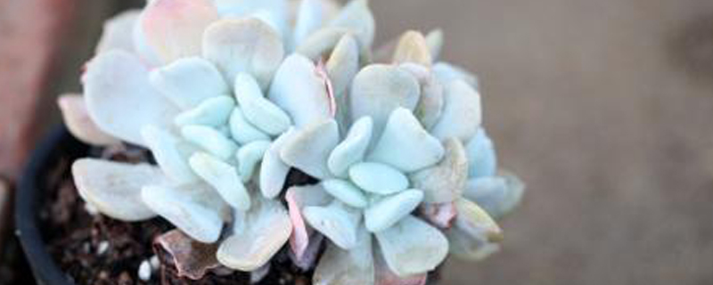 多肉叶子上的粉是花粉吗