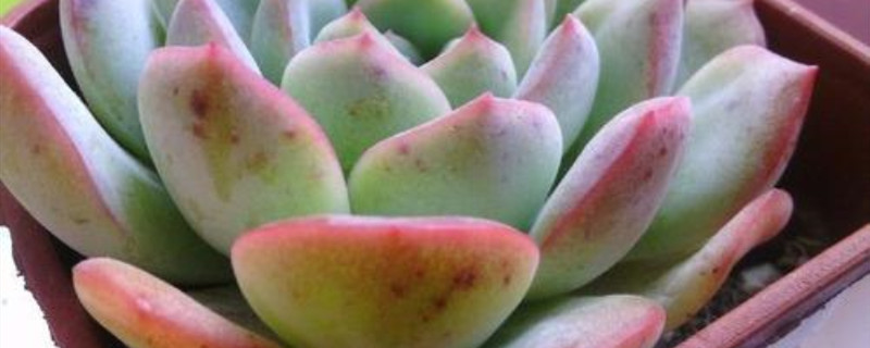 多肉叶子红斑怎么回事