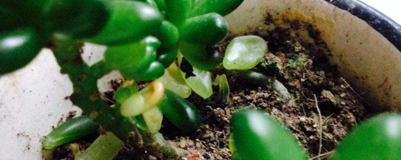 多肉底下叶子发软怎么回事