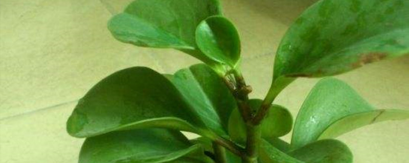 豆瓣绿叶子没光泽怎么办