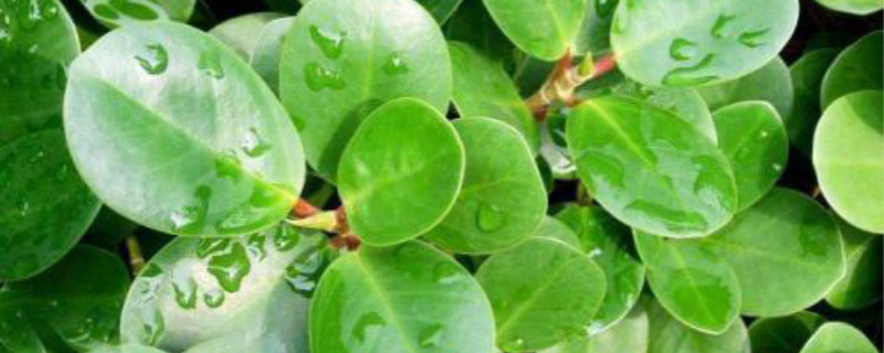 金钱榕的叶子受冻发黑怎么办