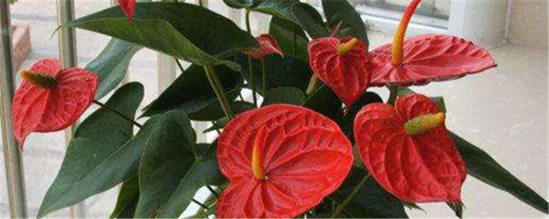 红掌怎么养叶子发亮
