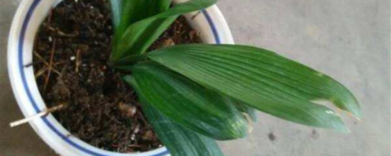 君子兰叶子裂开怎么办