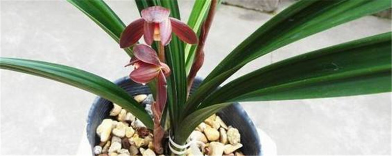 兰花叶子根发黄怎么办