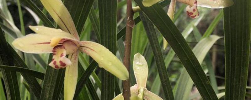 兰花叶子旱黄的表现