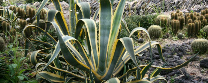 龙舌兰叶子能不能繁殖