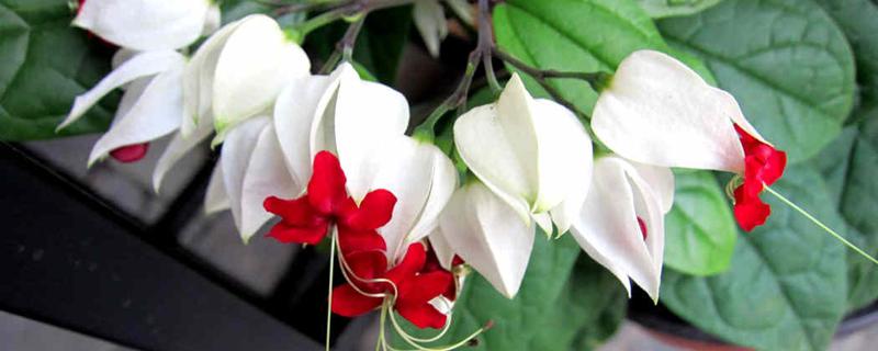 龙吐珠繁殖叶子耷拉了怎么办