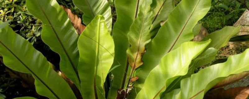 鸟巢蕨的叶子有点蔫了怎么办