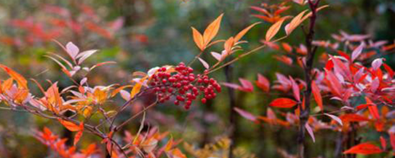 南天竹叶子怎么不是红色的