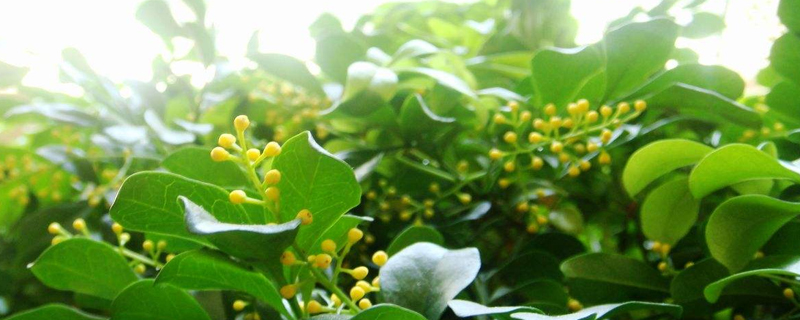 米兰开花时间叶子能喷水吗