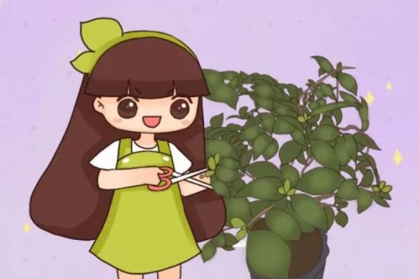 茶花冒花苞，赶紧剪一半，不然一年没花看！