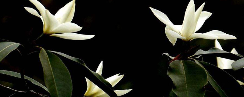 含笑花叶子长斑怎么处理