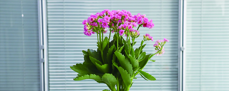 万寿花怎么用叶子扦插