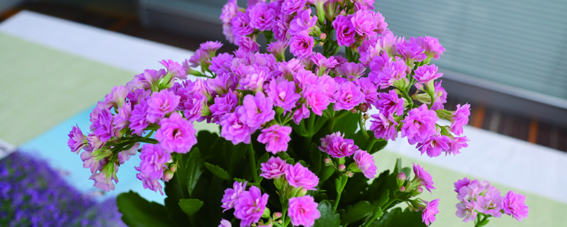 万寿花的叶子怎么扦插