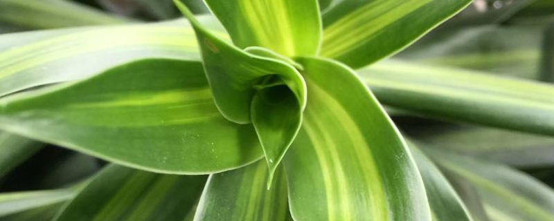 水里插绿色竹枝叶子黄怎么办