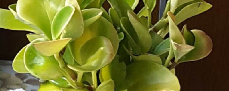 水培的豆瓣绿叶子有点软怎么办