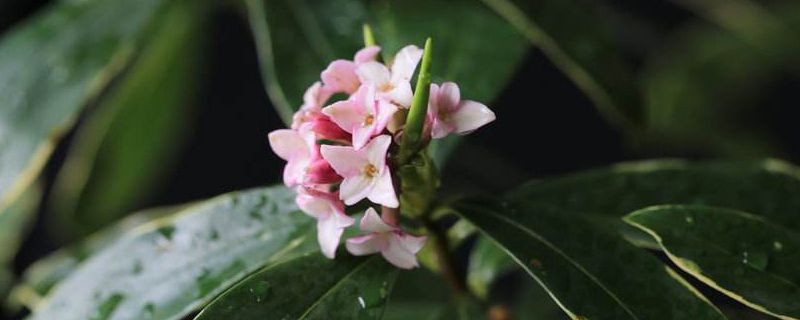 瑞香叶子不平整是什么原因