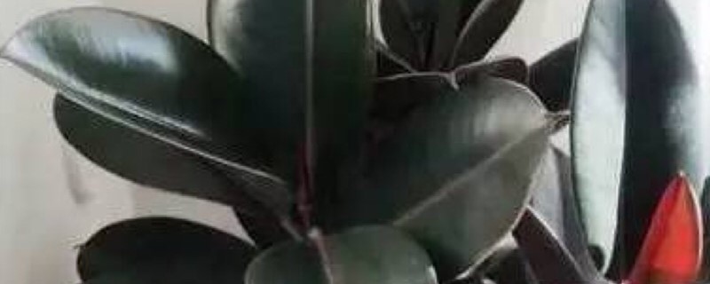 橡皮树为什么叶子黄了