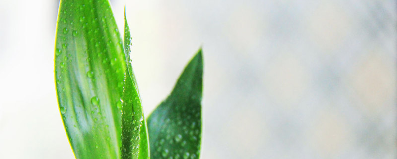 转运竹叶子耷拉怎么办