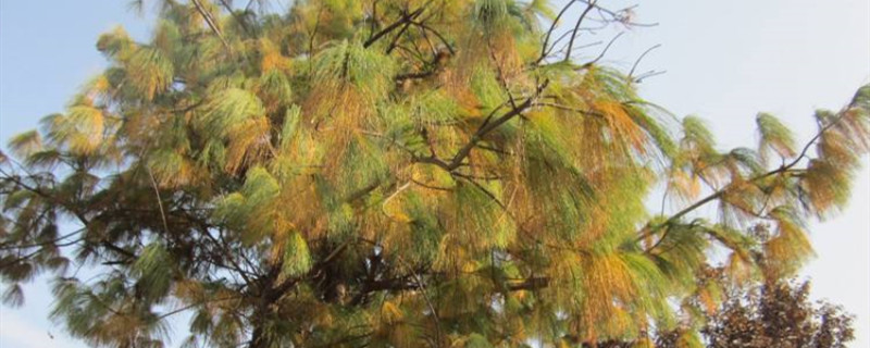 五针松移植后叶子枯黄怎么办