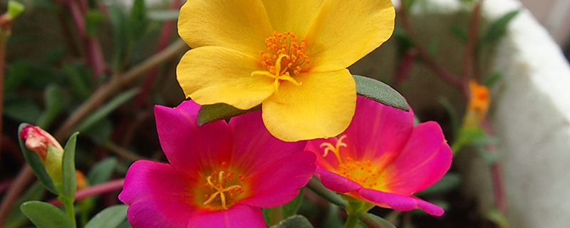 俗称叫死不了的花学名是什么