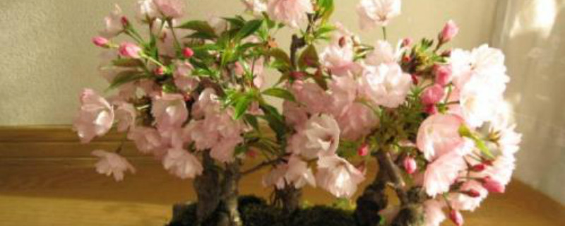 盆栽樱花树的叶子黄了怎么办