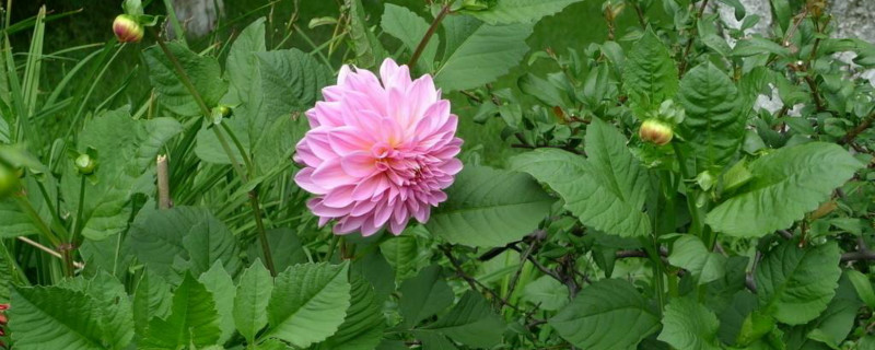 大丽花的换盆方法及注意事项