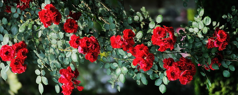 藤本月季种植养护技巧